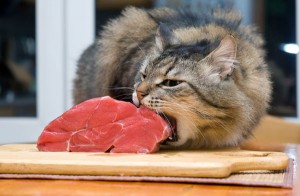 raw meat diet for cats