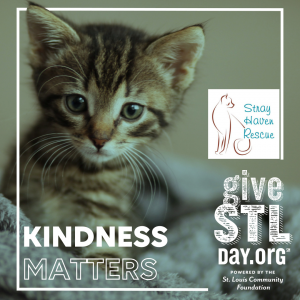 Copy of Give STL Day - Instagram and FB Posts